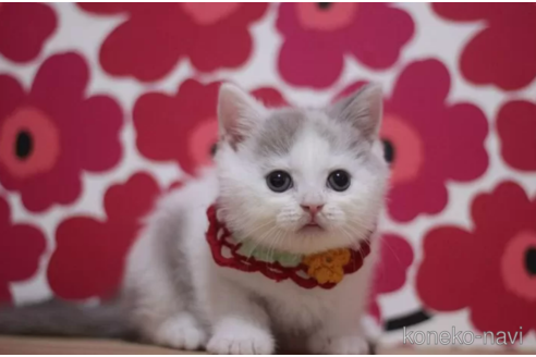 成約済の東京都のブリティッシュショートヘア-104480の3枚目